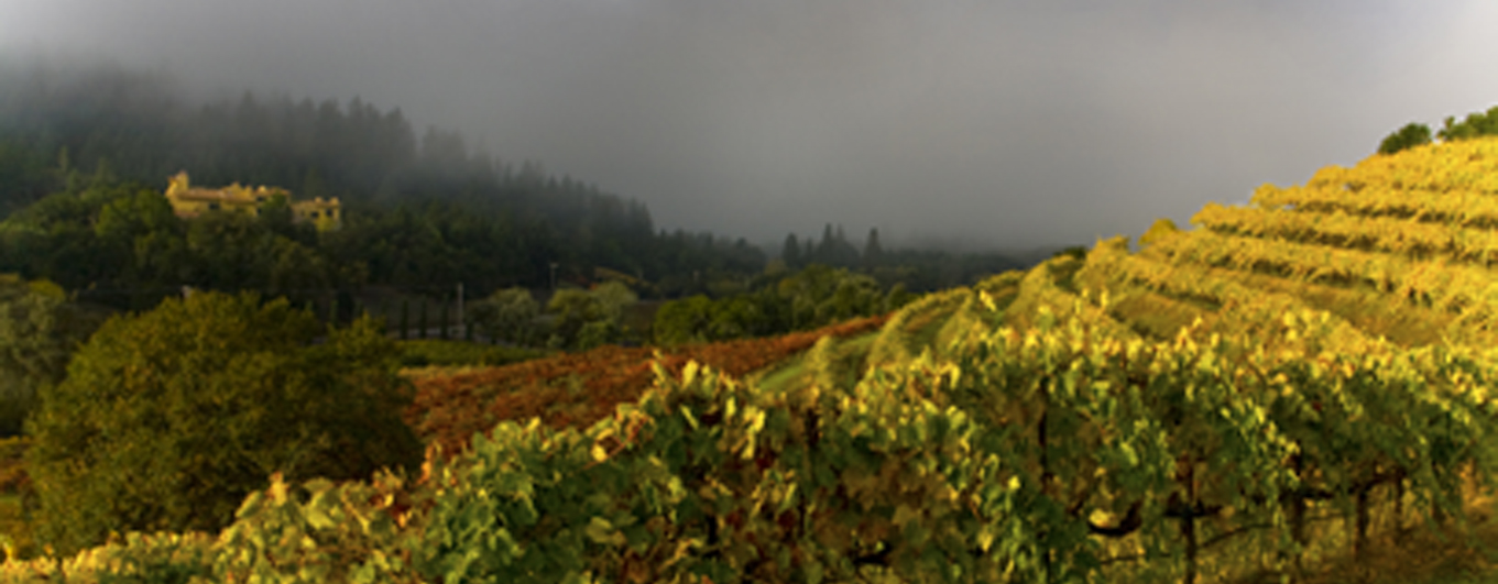 Vineyard in the Fog