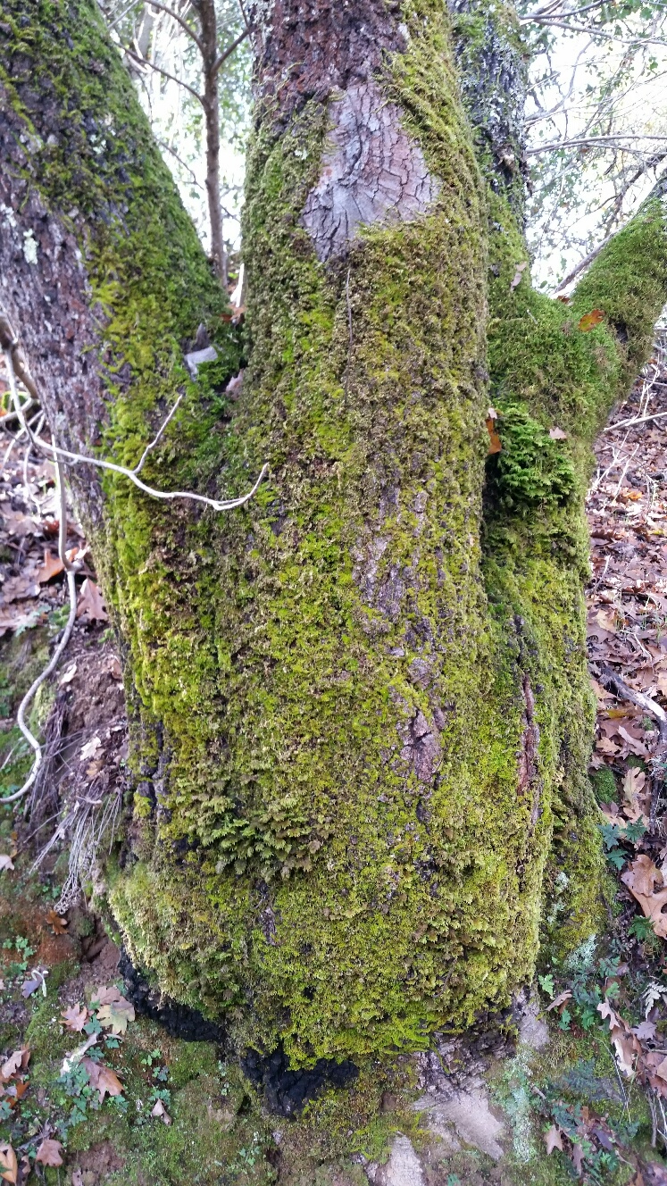 Mossy Oak Tree