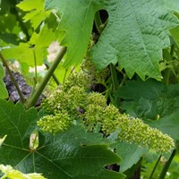 Bloom & Set: The Vineyard in June