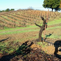 The Vines Tell Their Story