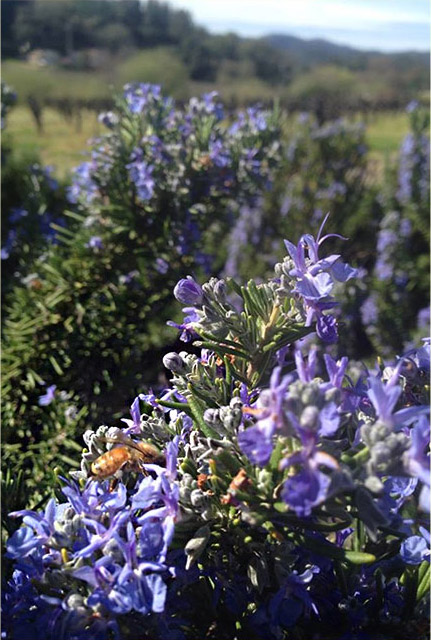 Bee on Flower