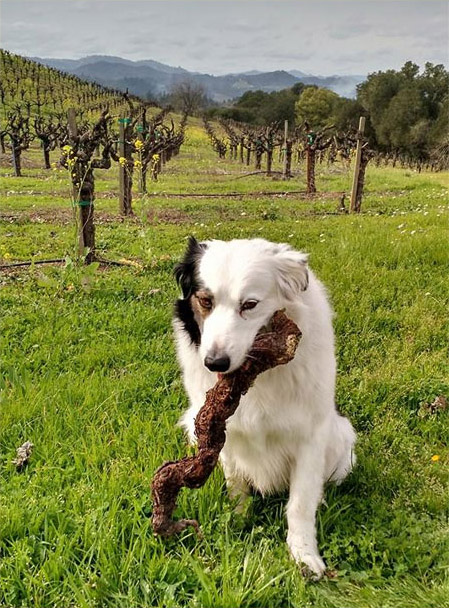 Dirk with Stick