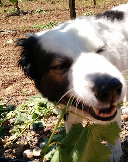 Dirk Eating Leaf