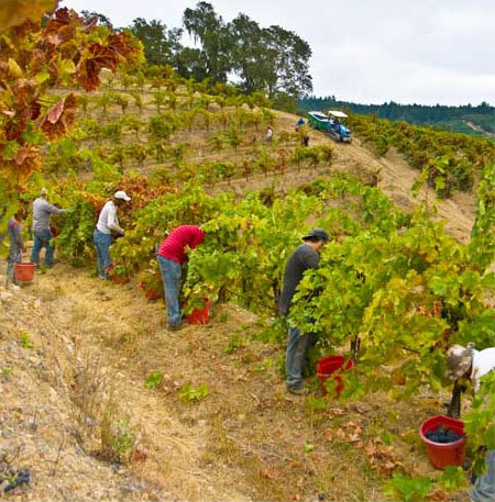 Workers in Terraced Vineyard