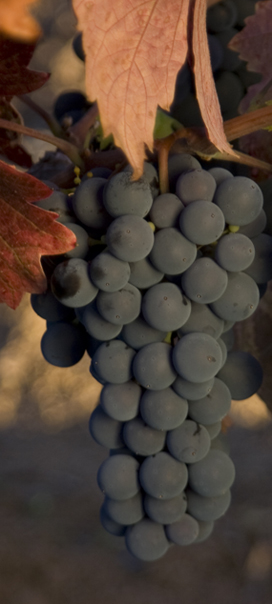 zin front grapes
