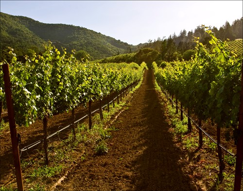 Cabernet vineyard