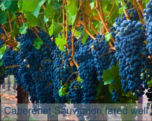 Cabernet Sauvignon