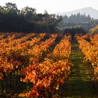 Wine Country Report: After the Fires