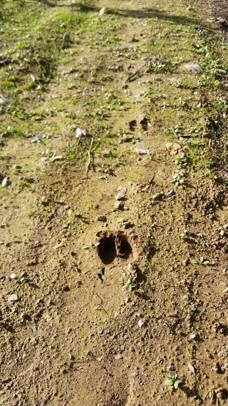 Deer hoof prints