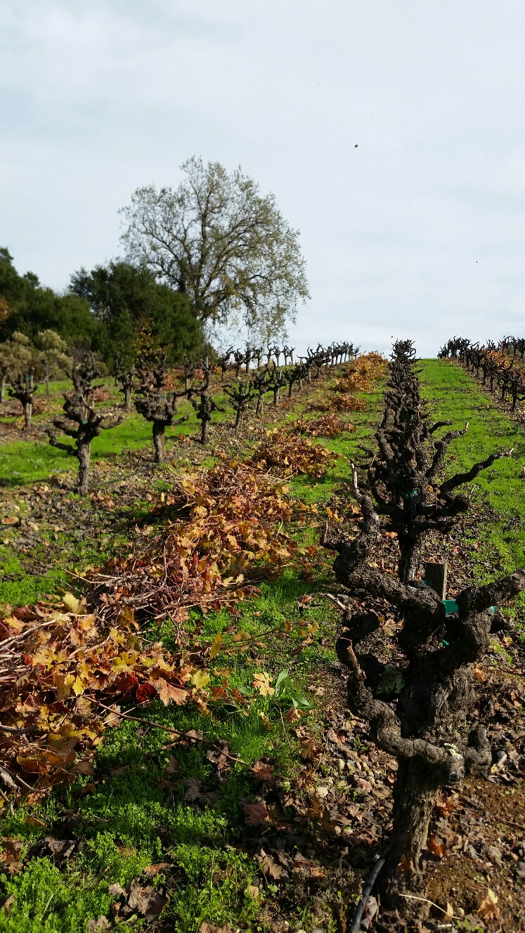 Pruned Mother Clone Zinfandel