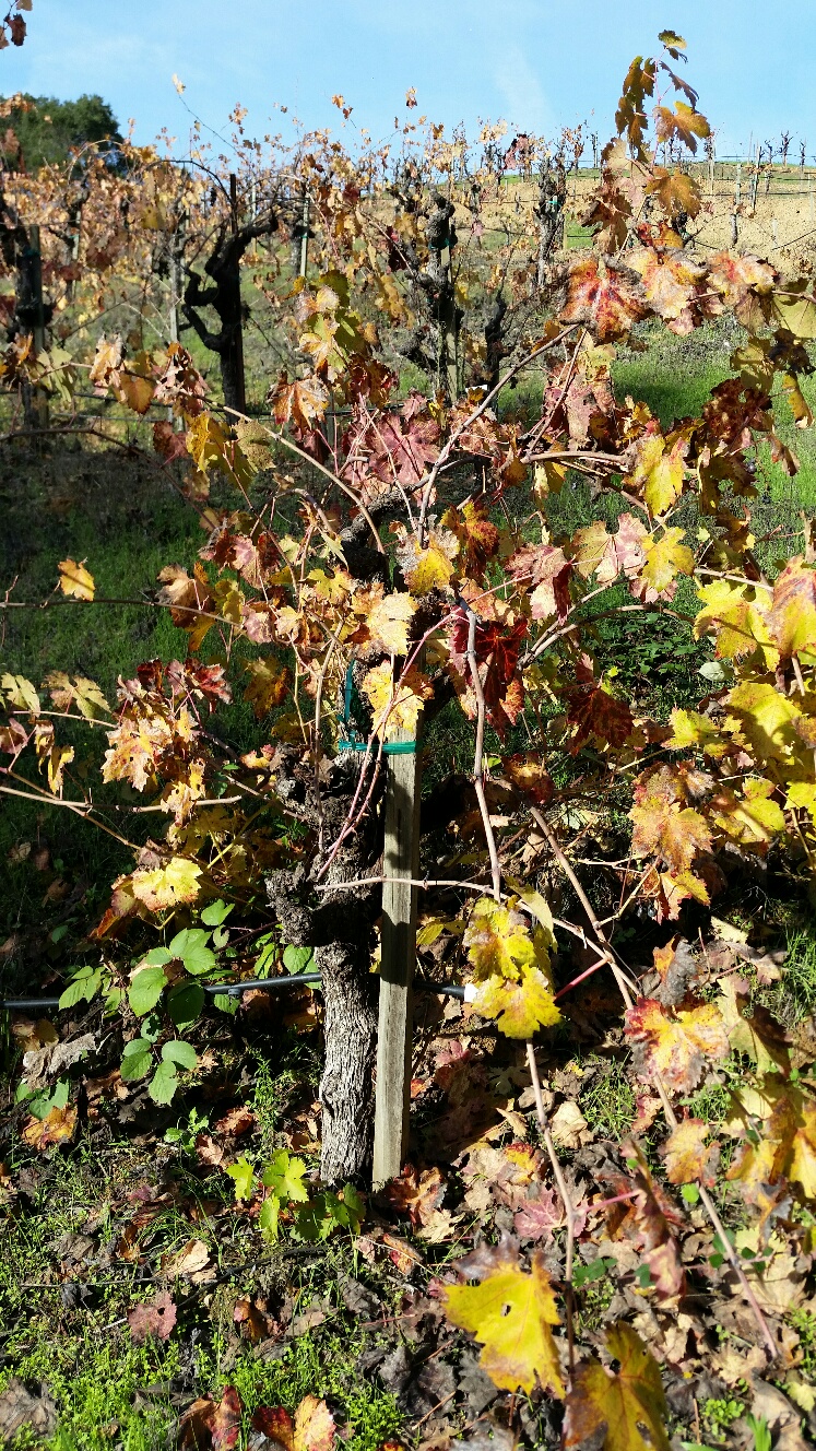 Unpruned Mother Clone Zinfandel