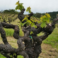 Spring? in the Vineyard