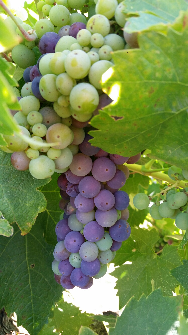 Mother Clone Veraison