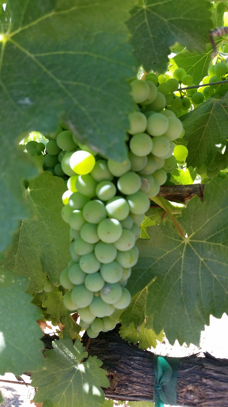 Sauvignon Blanc Veraison