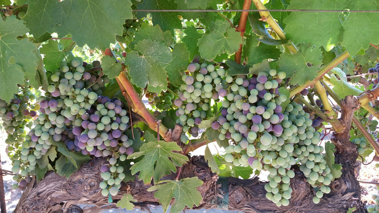 Cabernet Sauvignon Veraison