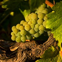 First Pick: Sauvignon Blanc