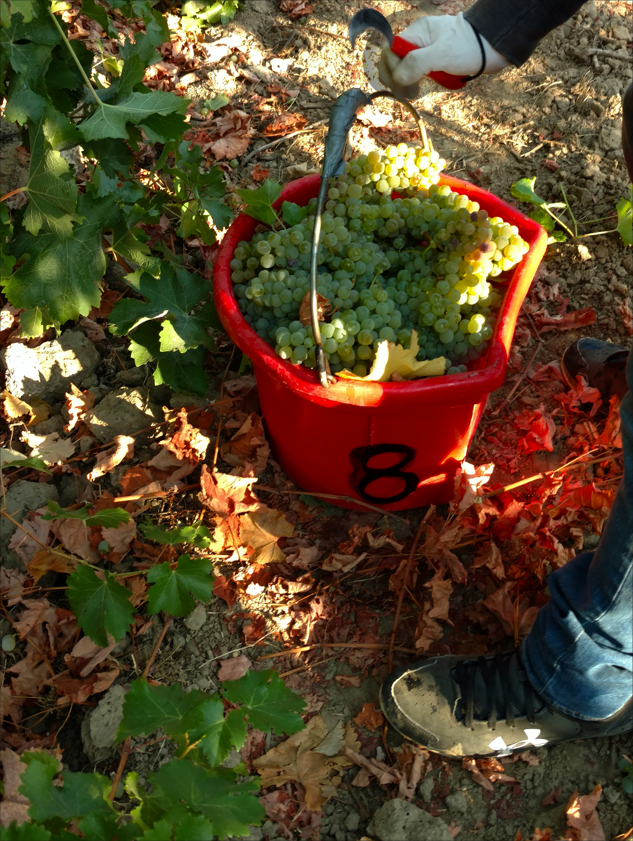 Bucket of 2018 Sauvignon Blanc