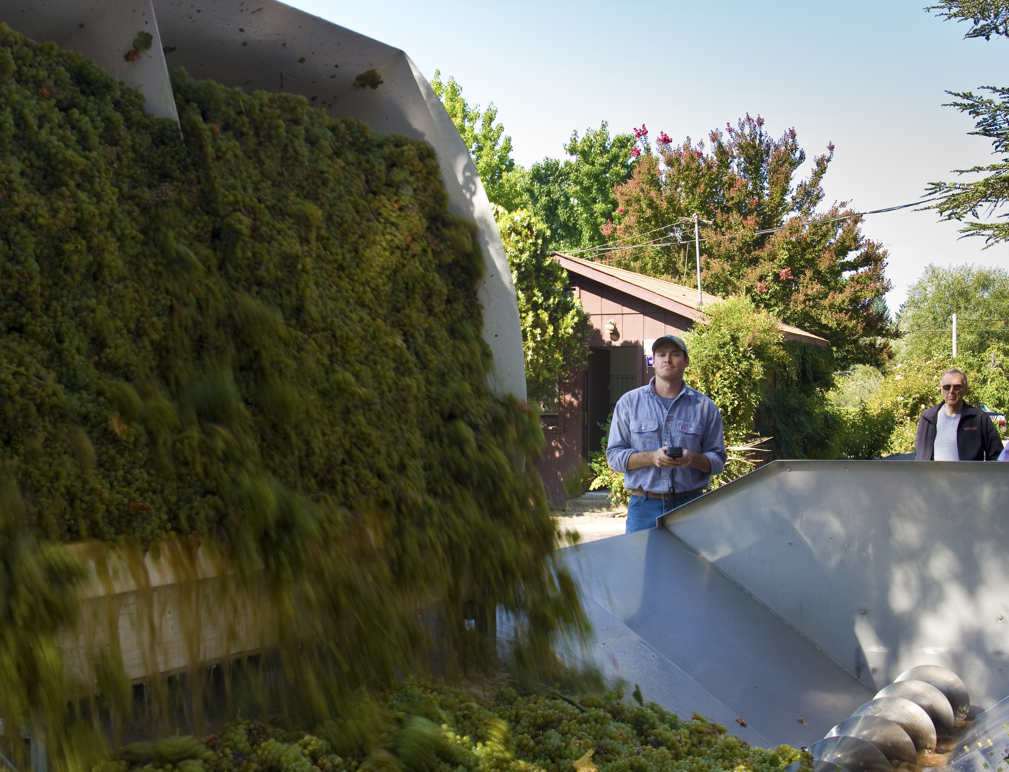 First Grapes In: Sauvignon Blanc 2018