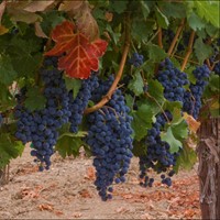 Our 91st Harvest: Vintage 2018