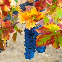 DCV Neighborhoods: Zinfandel Sources