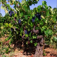 Zinfandel Harvests Past & Present