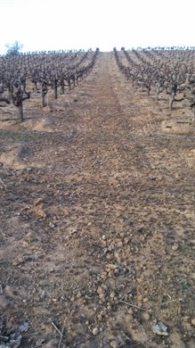 Mother Clone Zin Vineyard