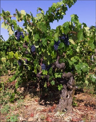 Old Vine Zinfandel