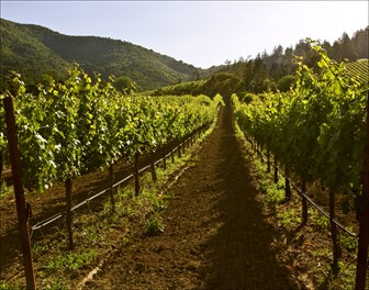 Wisdom Vineyard