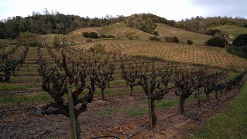 Mother Clone Vineyard in Winter