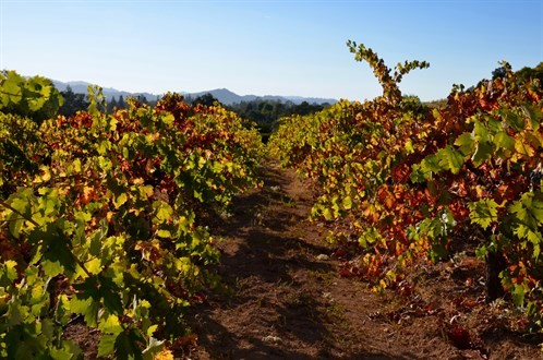 Zinfandel Vineyards