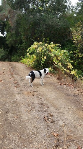 Dirk along Vineyards