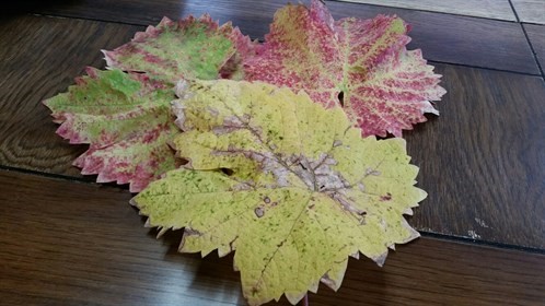 Fall Leaves