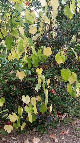 Wild Grapes
