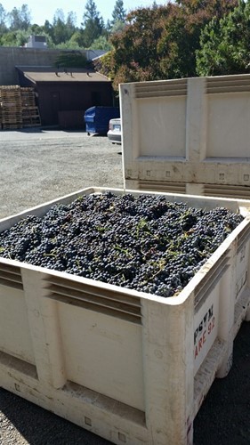 Merlot Grapes