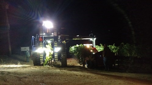 Machine Harvesting