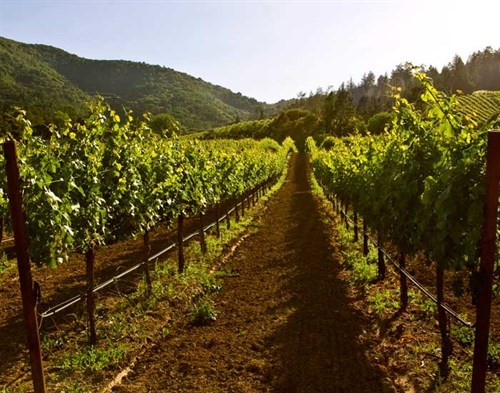 Wisdom Vineyard