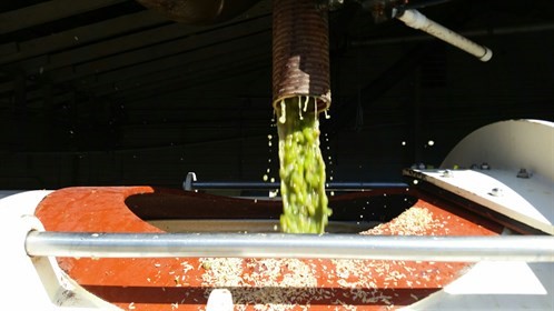 Sauvignon Blanc press