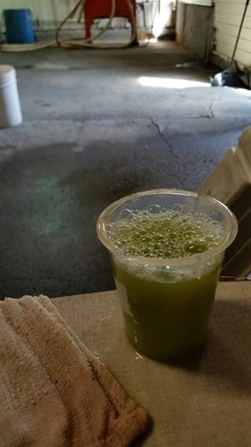 2015 Sauvignon Blanc juice