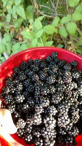 Blackberry Bowl