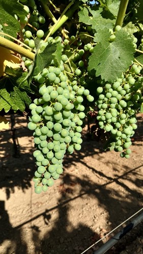 Three Vineyards CS bunches