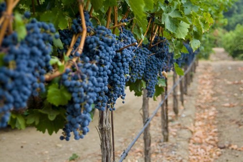 Cabernet Sauvignon Three Vineyards