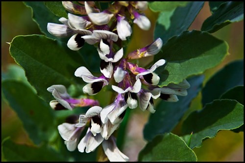 Bell Bean Blossom