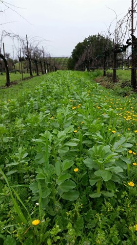 Bell Beans and Buttercups