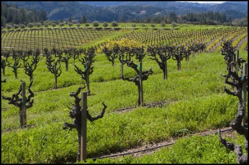 Green hills and vines