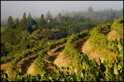 Sangiovese in Vineyard