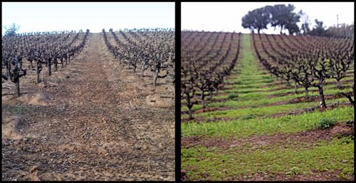 MC Zin Vineyard comparison