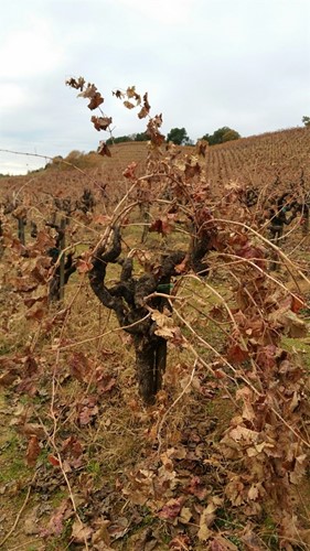 Prepruned MC Zin Vine