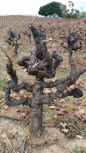 Pruned MC Zin Vine