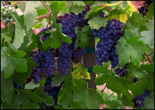 Zinfandel grape bunch