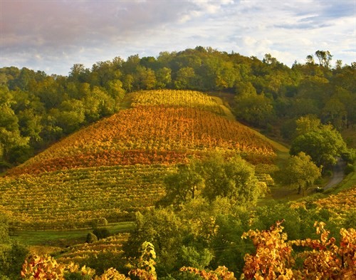 Fall Color on Vineyard